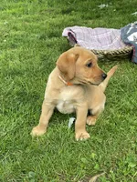 Orange Joe, a male Labrador Retriever for sale in Normalville, PA – 9 of 10