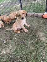 Orange Joe, a male Labrador Retriever for sale in Normalville, PA – 10 of 10