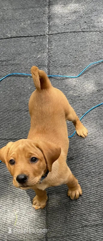 Dark Blue Nicolas – Labrador Retriever puppy for sale in Normalville, PA