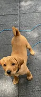 Dark Blue Nicolas, a male Labrador Retriever for sale in Normalville, PA – 1 of 10