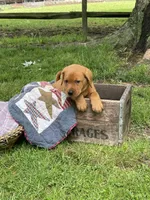 Light blue Scooby , a male Labrador Retriever for sale in Normalville, PA – 1 of 10
