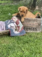 Dark Blue Nicolas, a male Labrador Retriever for sale in Normalville, PA – 5 of 7