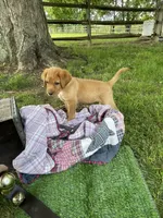 Black Batman, a male Labrador Retriever for sale in Normalville, PA – 7 of 10