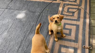 Black Batman, a male Labrador Retriever for sale in Normalville, PA – 10 of 10