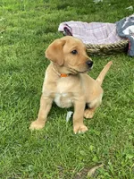 Orange Joe, a male Labrador Retriever for sale in Normalville, PA – 6 of 10