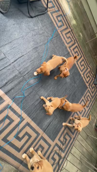 Dark Blue Nicolas, a male Labrador Retriever for sale in Normalville, PA – 10 of 10