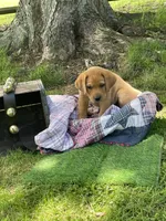Big Red, a male Labrador Retriever for sale in Normalville, PA – 4 of 10