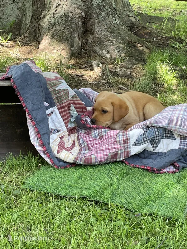 Light green Yodi – Labrador Retriever puppy for sale in Normalville, PA