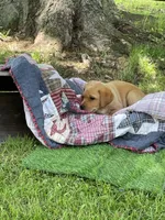 Light green Yodi, a male Labrador Retriever for sale in Normalville, PA – 1 of 10