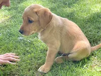 Orange Joe, a male Labrador Retriever for sale in Normalville, PA – 4 of 10