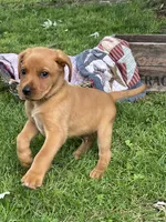 Dark green Forest, a male Labrador Retriever for sale in Normalville, PA – 3 of 10