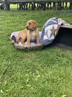 Miss Pink, a female Labrador Retriever for sale in Normalville, PA – 7 of 10