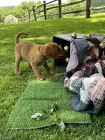 Dark green Forest, a male Labrador Retriever for sale in Normalville, PA – 9 of 10