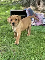 Light green Yodi, a male Labrador Retriever for sale in Normalville, PA – 3 of 10