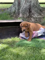 Light blue Scooby , a male Labrador Retriever for sale in Normalville, PA – 2 of 10