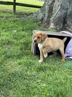 Miss Pink, a female Labrador Retriever for sale in Normalville, PA – 6 of 10
