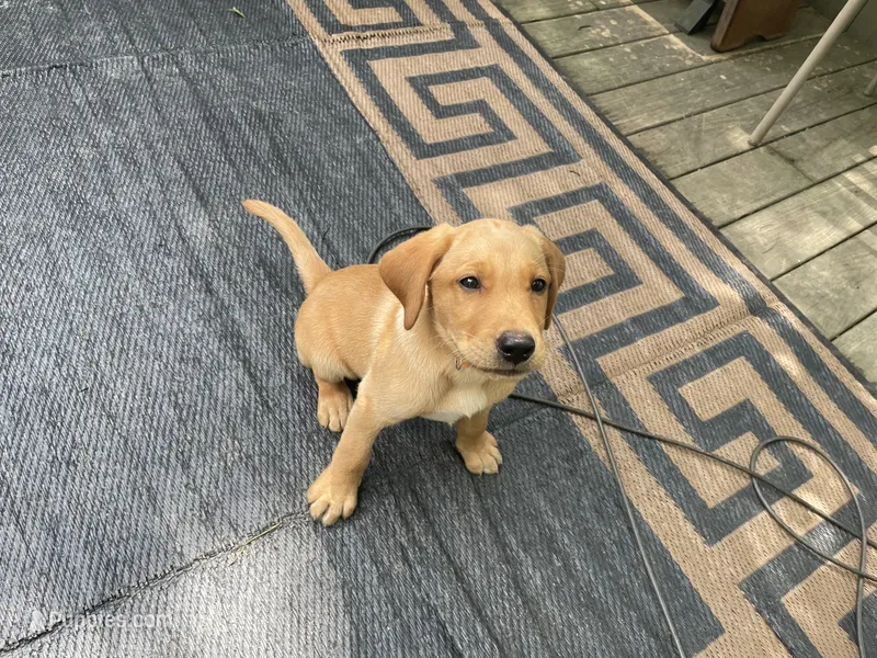 Orange Joe – Labrador Retriever puppy for sale in Normalville, PA