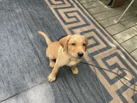 Orange Joe, a male Labrador Retriever for sale in Normalville, PA – 9 of 10