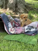 Light green Yodi, a male Labrador Retriever for sale in Normalville, PA – 4 of 10