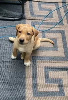 Black Batman, a male Labrador Retriever for sale in Normalville, PA – 1 of 10