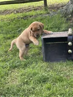 Big Red, a male Labrador Retriever for sale in Normalville, PA – 8 of 10