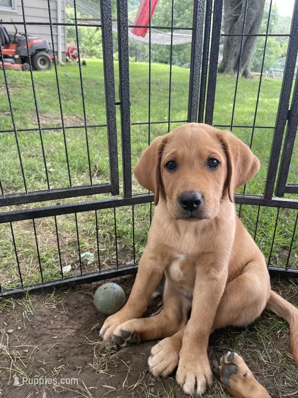 Big Red – Labrador Retriever puppy for sale in Normalville, PA