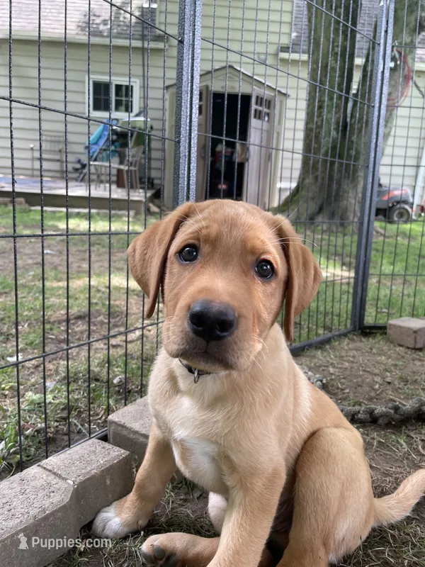 Black Batman – Labrador Retriever puppy for sale in Normalville, PA