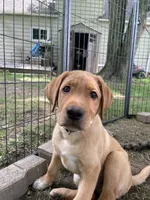 Black Batman, a male Labrador Retriever for sale in Normalville, PA – 6 of 10