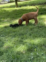 Light blue Scooby , a male Labrador Retriever for sale in Normalville, PA – 9 of 10