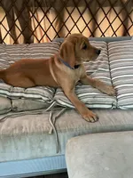 Dark Blue Nicolas, a male Labrador Retriever for sale in Normalville, PA – 9 of 10
