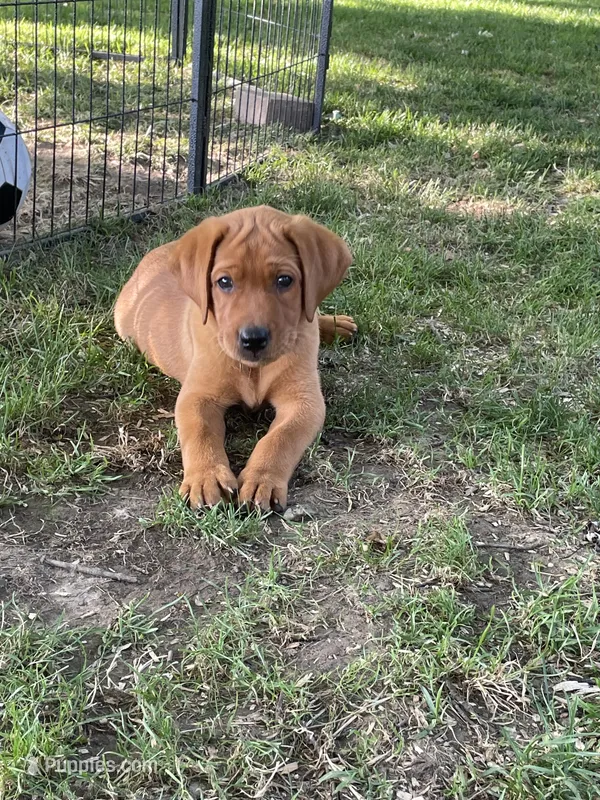Light blue Scooby  – Labrador Retriever puppy for sale in Normalville, PA
