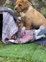 Miss Pink, a female Labrador Retriever for sale in Normalville, PA – 4 of 10