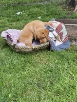 Orange Joe, a male Labrador Retriever for sale in Normalville, PA – 5 of 10
