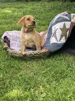 Miss Pink, a female Labrador Retriever for sale in Normalville, PA – 5 of 10
