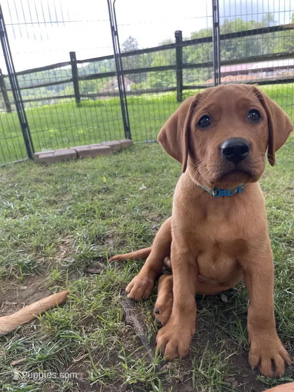 Light blue Scooby  – Labrador Retriever puppy for sale in Normalville, PA