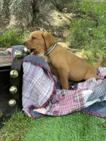 Dark green Forest, a male Labrador Retriever for sale in Normalville, PA – 2 of 10