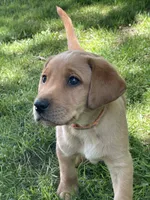 Orange Joe, a male Labrador Retriever for sale in Normalville, PA – 7 of 10