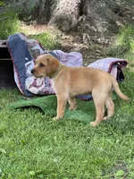 Light green Yodi, a male Labrador Retriever for sale in Normalville, PA – 2 of 10