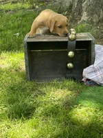 Orange Joe, a male Labrador Retriever for sale in Normalville, PA – 2 of 10