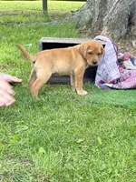 Miss Pink, a female Labrador Retriever for sale in Normalville, PA – 3 of 10