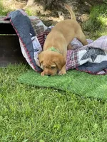 Light green Yodi, a male Labrador Retriever for sale in Normalville, PA – 8 of 10