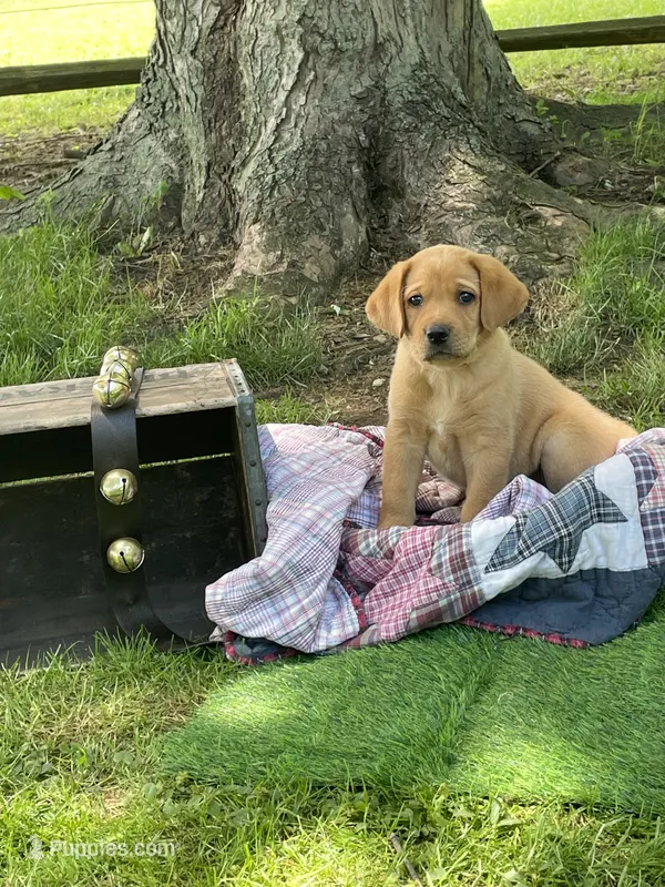 Big Red – Labrador Retriever puppy for sale in Normalville, PA