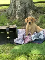 Big Red, a male Labrador Retriever for sale in Normalville, PA – 1 of 10