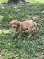 Big Red, a male Labrador Retriever for sale in Normalville, PA – 5 of 10