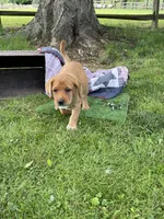Miss Pink, a female Labrador Retriever for sale in Normalville, PA – 8 of 10