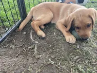 Orange Joe, a male Labrador Retriever for sale in Normalville, PA – 8 of 10