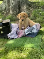 Big Red, a male Labrador Retriever for sale in Normalville, PA – 3 of 10