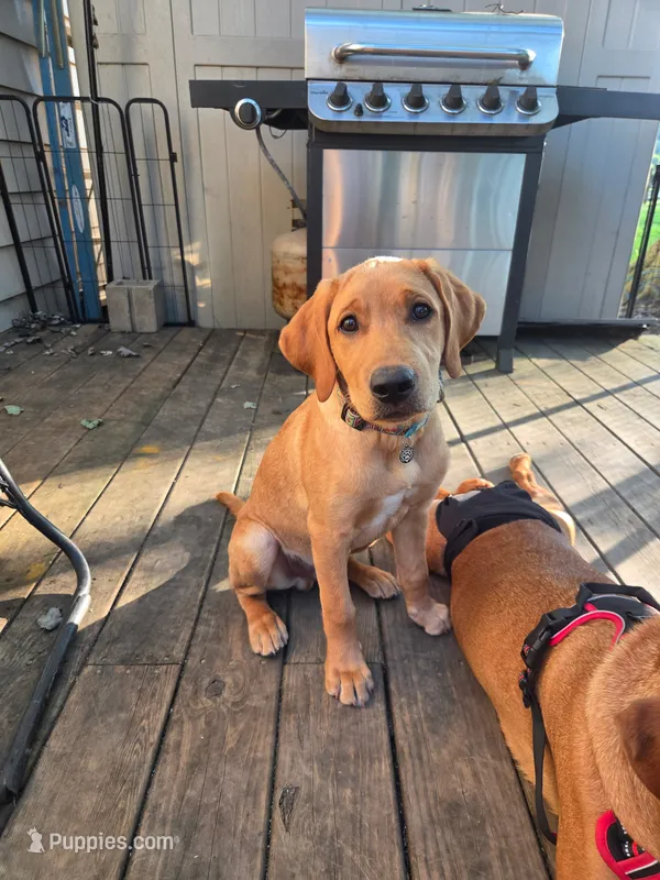 Orange Joe – Labrador Retriever puppy for sale in Normalville, PA