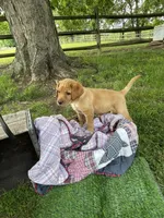 Black Batman, a male Labrador Retriever for sale in Normalville, PA – 6 of 10