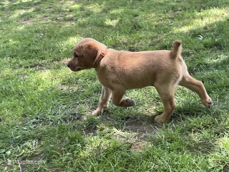 Orange Joe – Labrador Retriever puppy for sale in Normalville, PA